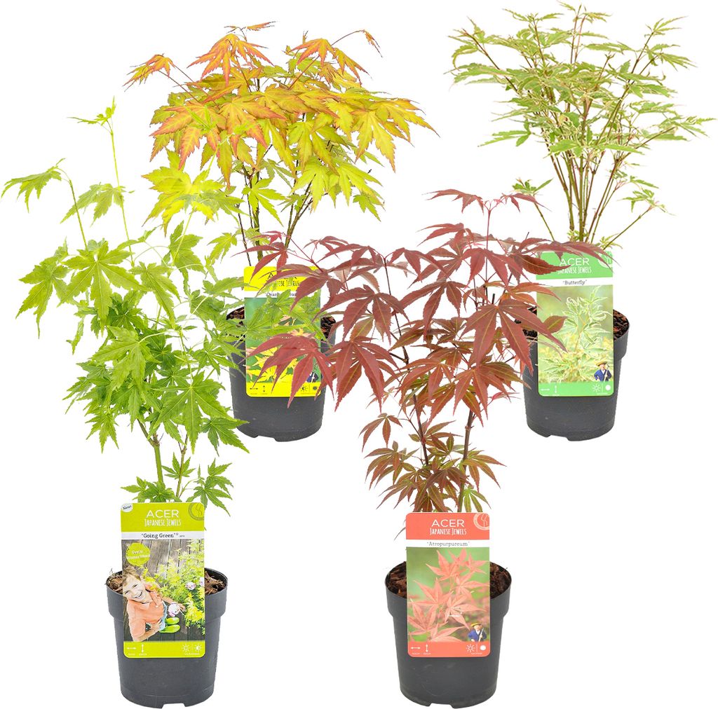 4x Acer Mix - Orange Dream - Going Green - Schmetterling - Produktbild 1