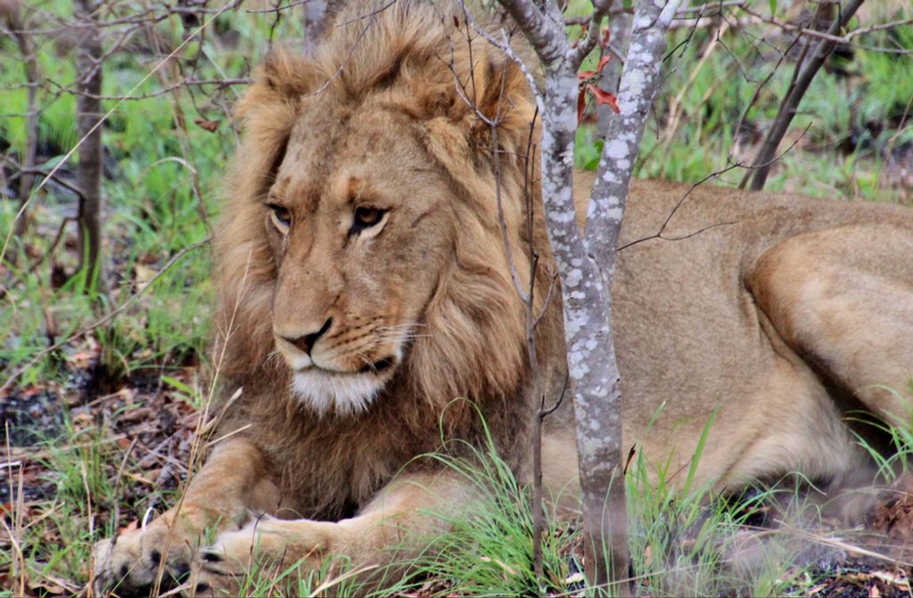 hansepuzzle 81663 - Löwe Puzzle, 500 Teile, Tierwelt, 46,0 x 30,0cm mit hochwertiger Aufbewahrung, Kartonbox und wiederverschließbarem Beutel