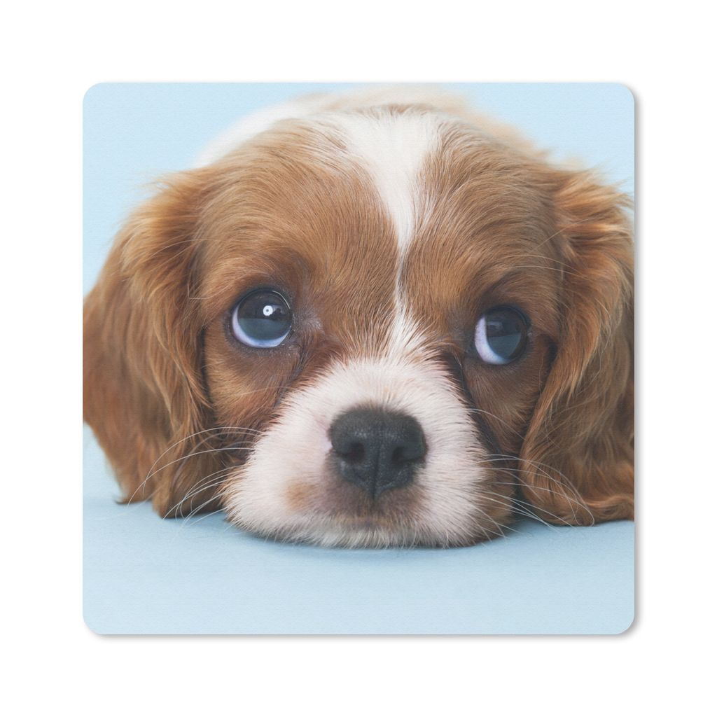 MuchoWow Mauspad Mousepad Cavalier King Charles Spaniel Welpe 20x20 cm - Mousepads - Maus Mat - Pad - Mausunterlage - Desk Mat - Bureauartikeln