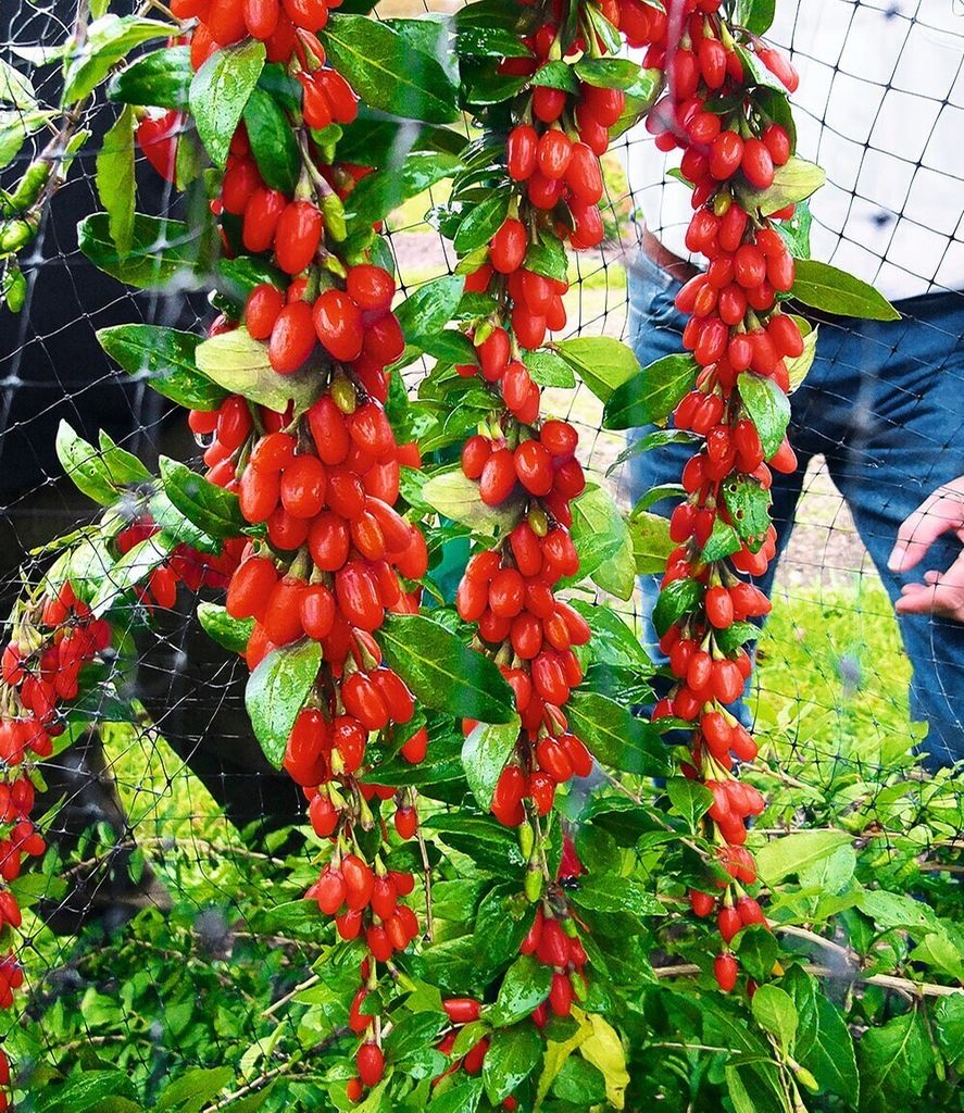 BALDUR Garten 1x Goji 'Sweet Lifeberry ', Pflanze im 9x9 cm-Topf, vitamin- & mineralreich, trägt viele Früchte, süße Note, kompakter Wuchs, wi...