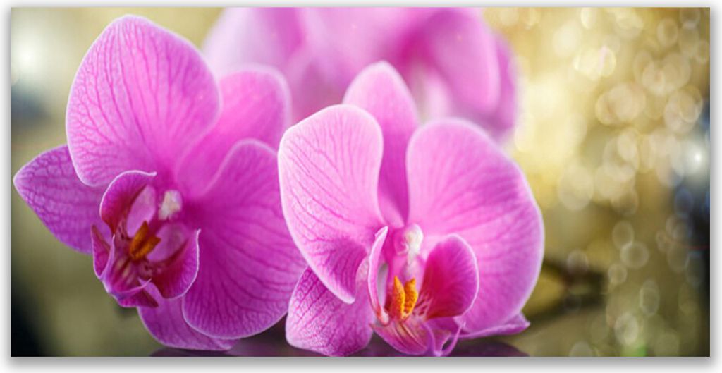 Glasbilder 120x60 Wandbild Druck auf Glas Blumen Pflanzen