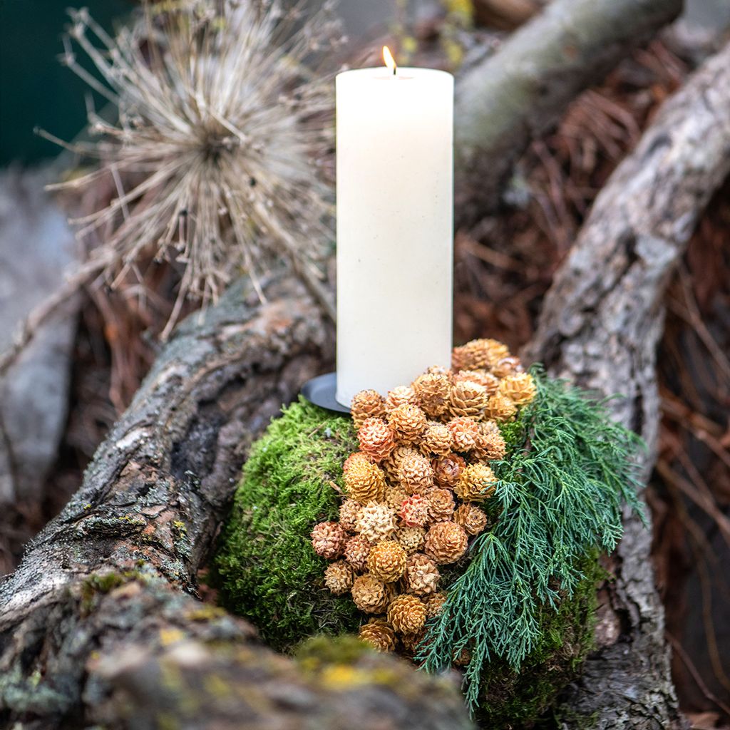 Salignum hell 4-6 Blüten Leucadendron 100 St Trockenblumen, 100 Stück