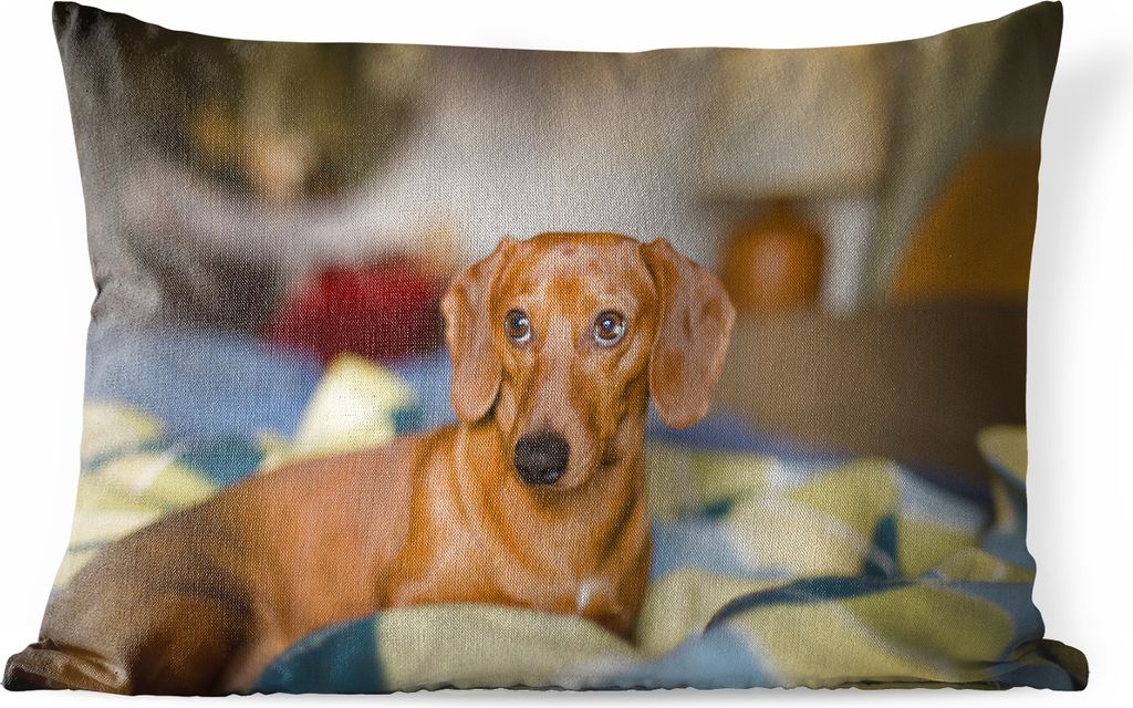 MuchoWow Outdoor Kissen - Dackel liegend auf einem Bett - 50x30 cm - Wetterfest - Lounge Kissen - Sofa kissen - Wohnzimmer Dekoration