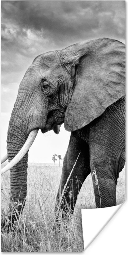 MuchoWow Poster Elefant in der Ebene in Schwarz und Weiß 40x80 cm - Dekoration