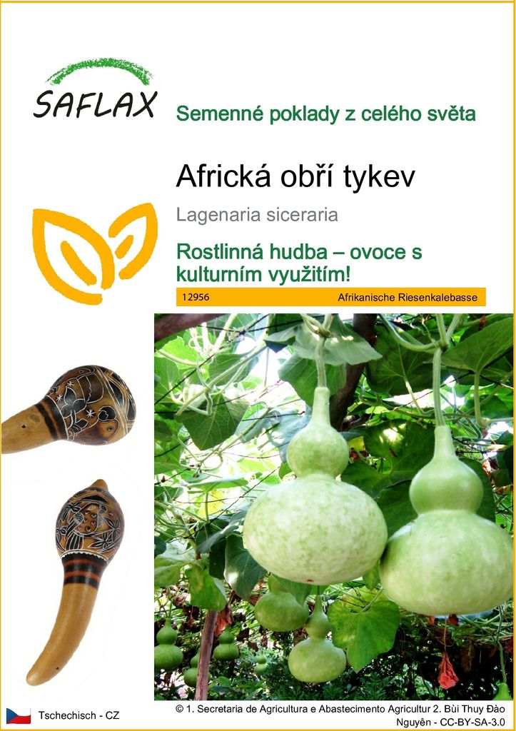 SAFLAX - Africká obří tykev - Lagenaria siceraria - 15 Obrázek produktu 
