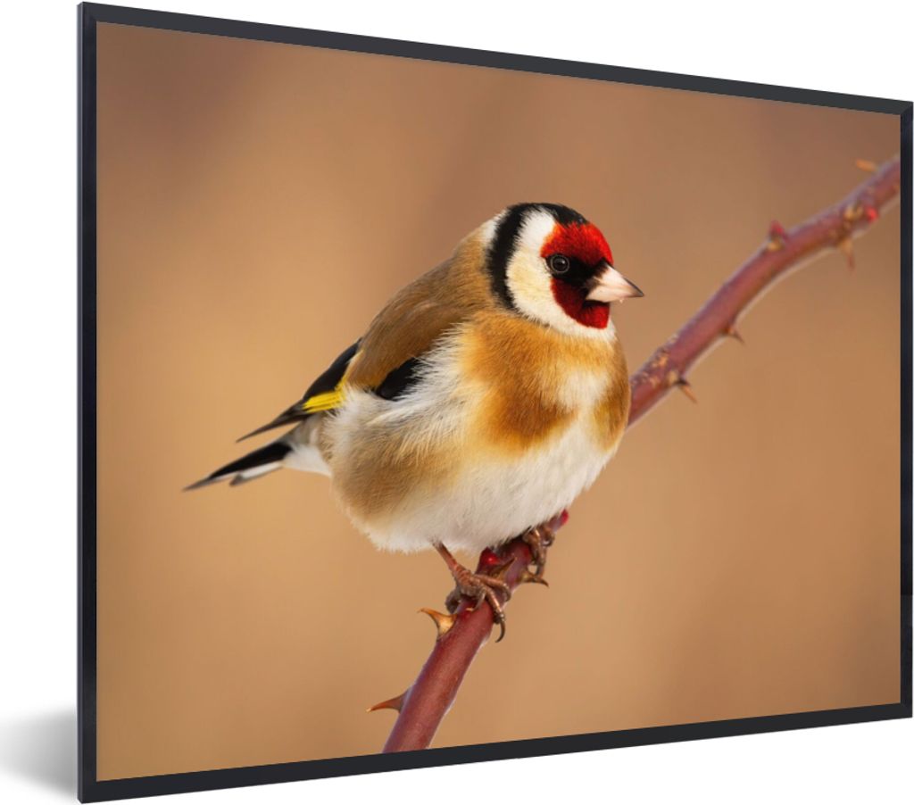 MuchoWow Gerahmtes Poster Kropftaube - Vogel - Tiere 40x30 cm - Poster mit Schwarzem Bilderrahmen Wandposter Rahmen Foto Bilder - Kunstposter - W...