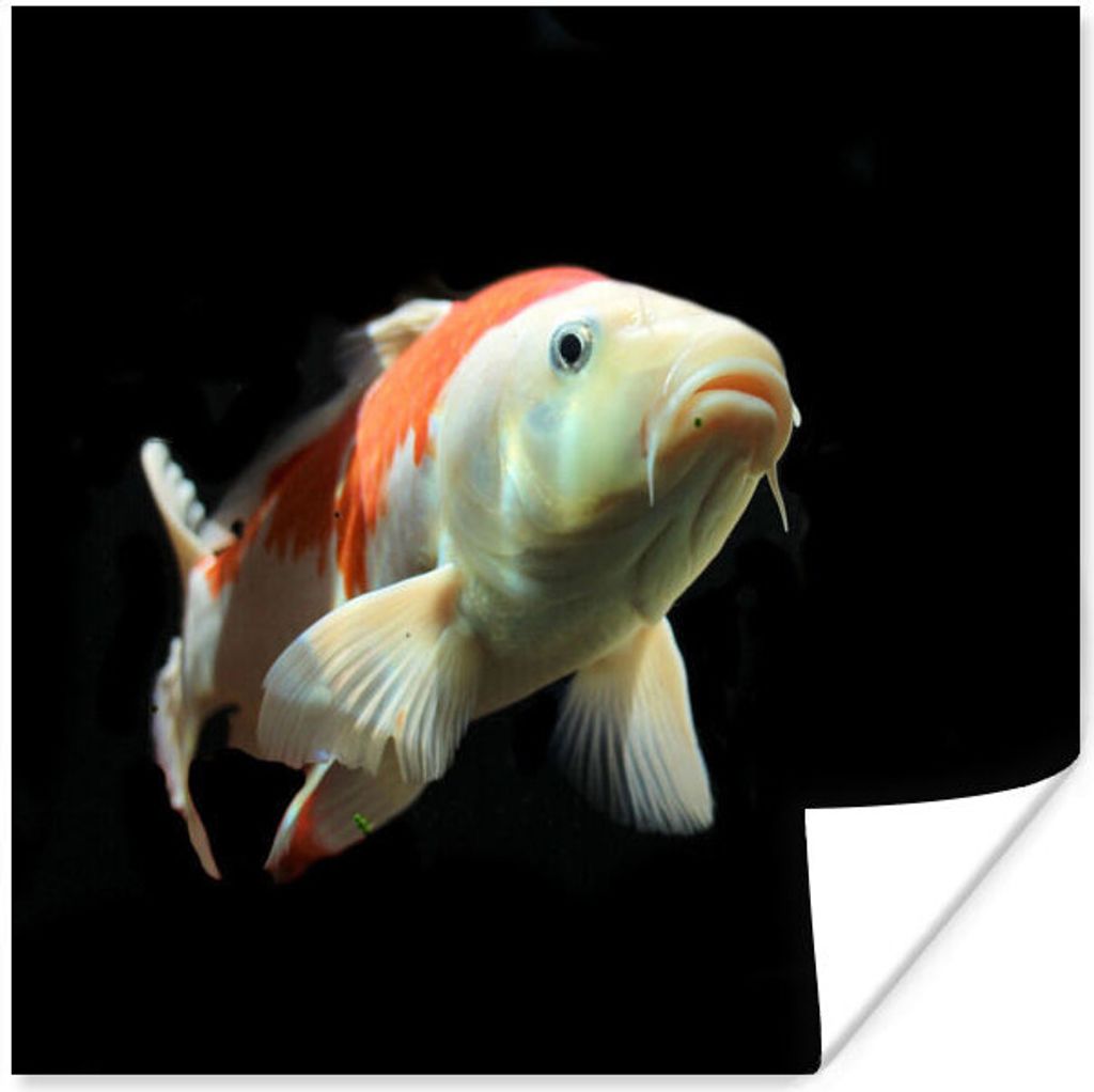 MuchoWow Poster Ein Koi-Karpfen mit orangefarbenen Details vor einem schwarzen Hintergrund 160x120 cm - Foto Plakat