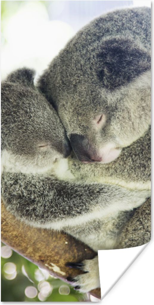 MuchoWow Poster Koalas - Plüschtier - Tiere - Kinder - Jungen - Mädchen 20x40 cm - Plakat - Foto