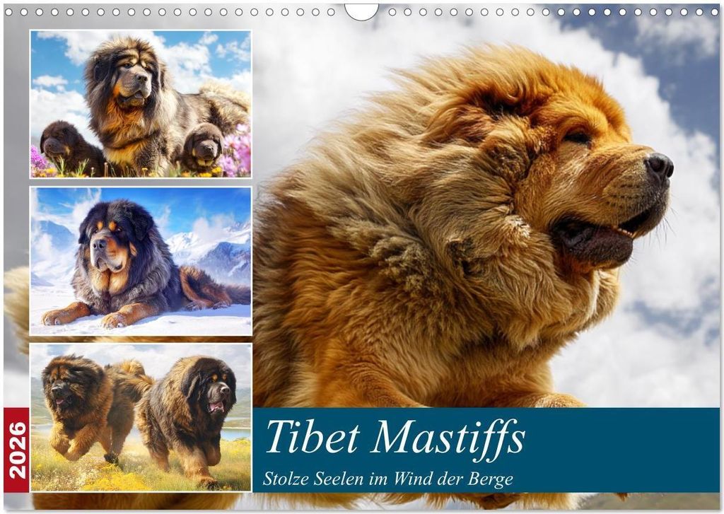 Tibet Mastiffs. Stolze Seelen im Wind der Berge (Wandkalender 2026 DIN A3 quer), CALVENDO Monatskalender