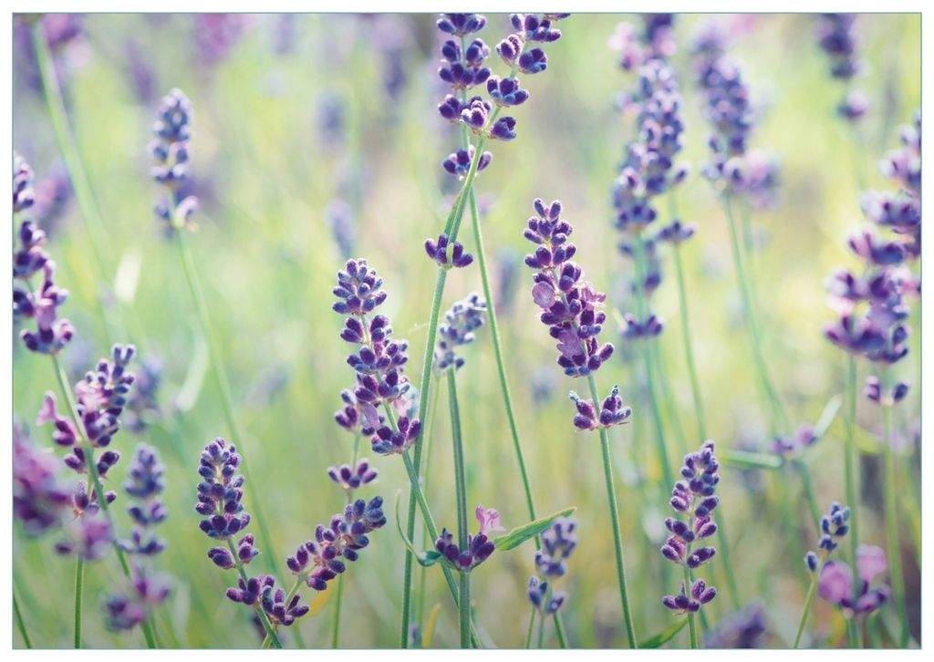 Wallario Premium Glasbild, freischwebende Optik, kräftige Farben, Größe 100 x 70 cm Motiv Lila Blumenfreude - Violette Pflanzen auf der Wiese