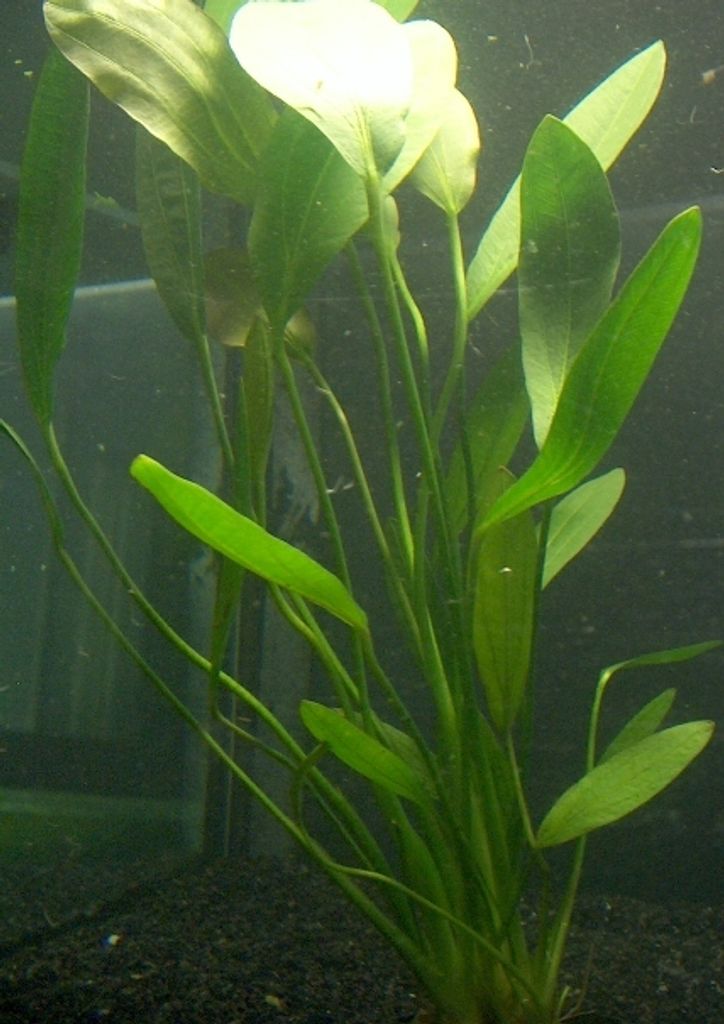 1 Topf Echinodorus rigidifolius, Wasserpflanzen Produktbild 