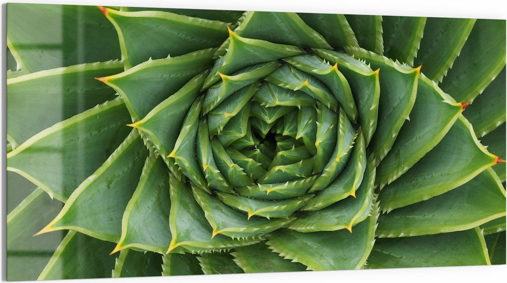 DEQORI Magnettafel Glas 100x50 cm 'Alchemie der Aloe' beschreibbar Whiteboard Küche