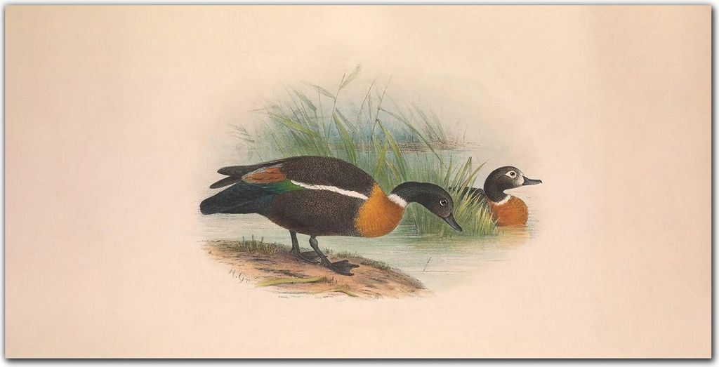 Coloray - Bild aus Glas - Glasbilder - 100 x 50 cm - Wohnzimmer Glasblock mit Bild Wanddekoration Gehärtetes Glas Dekoration Küche - Vögel Tiere