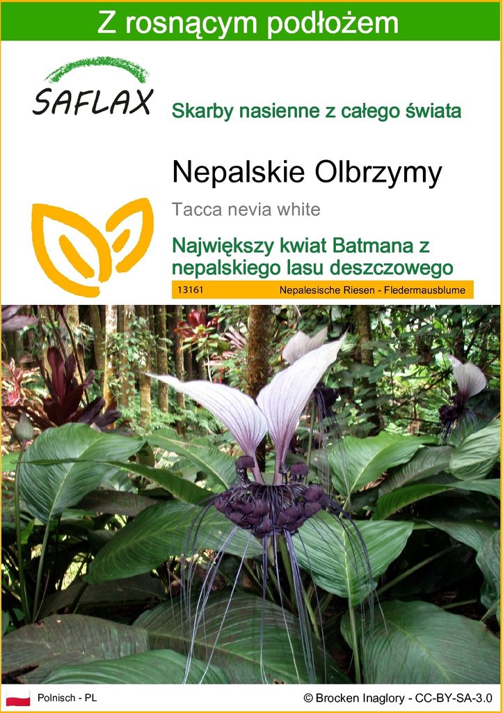 SAFLAX - Nepalskie Olbrzymy - 10 Nasiona - Z podłożem Zdjęcie produktu 