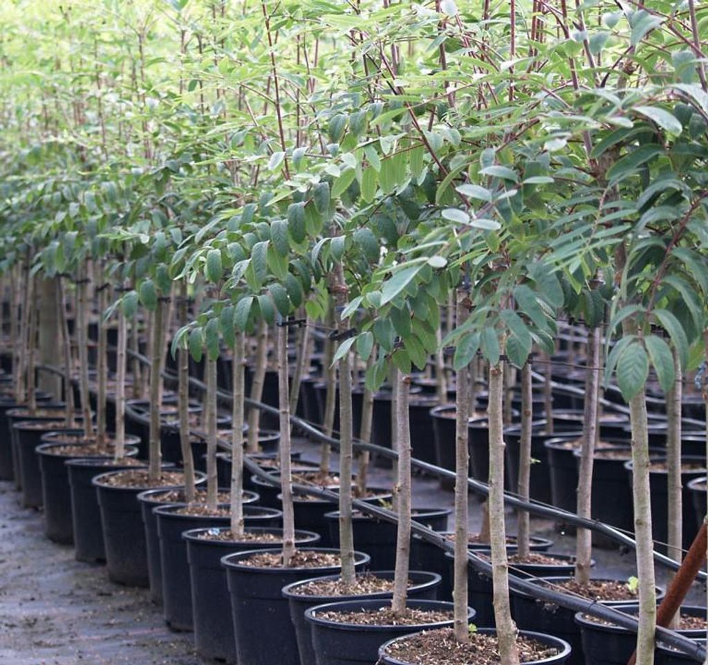 Eberesche Sorbus Edulis Wildobst leuchtend rote Früchte Produktbild 