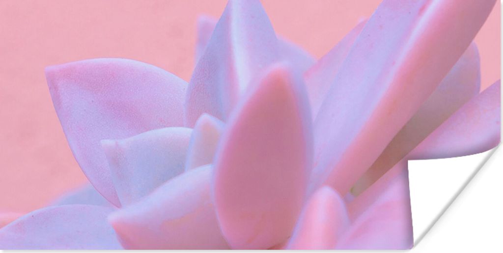 MuchoWow Poster Sukkulente - Sommer - Rosa - Pflanzen 40x20 cm - Poster für die Wand - Poster Schlafzimmer
