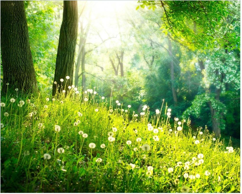 Wallario Poster - Pusteblumen im Wald mit einfallenden Sonnenstrahlen, Kunstdruck Größe: 40 x 50 cm