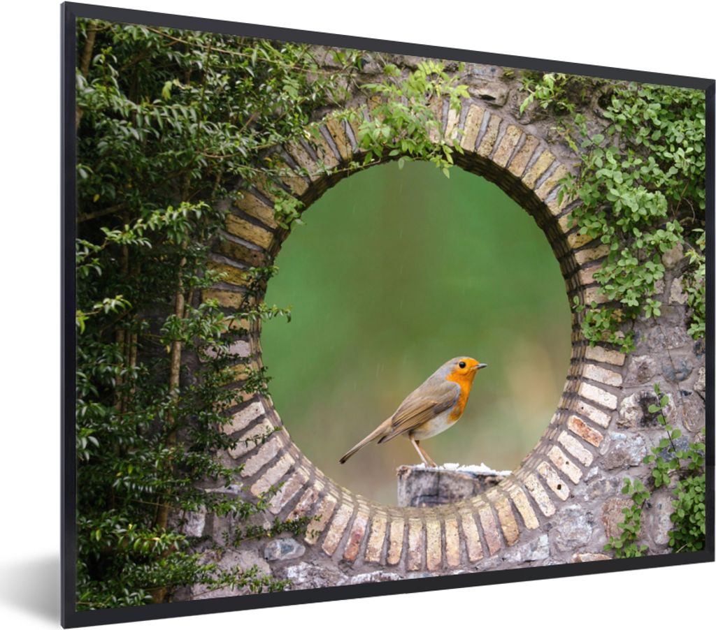 MuchoWow Gerahmtes Poster Vogel - Durchblick - Rotkehlchen 80x60 cm - Poster mit Schwarzem Bilderrahmen Wandposter Rahmen Foto Bilder - Schwarzem...