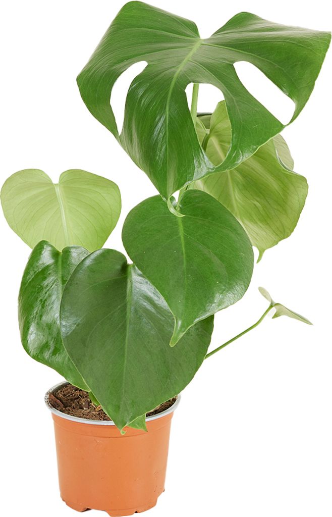 Bloomique - Monstera Deliciosa - Plante-gruyère- Plante Image du produit 