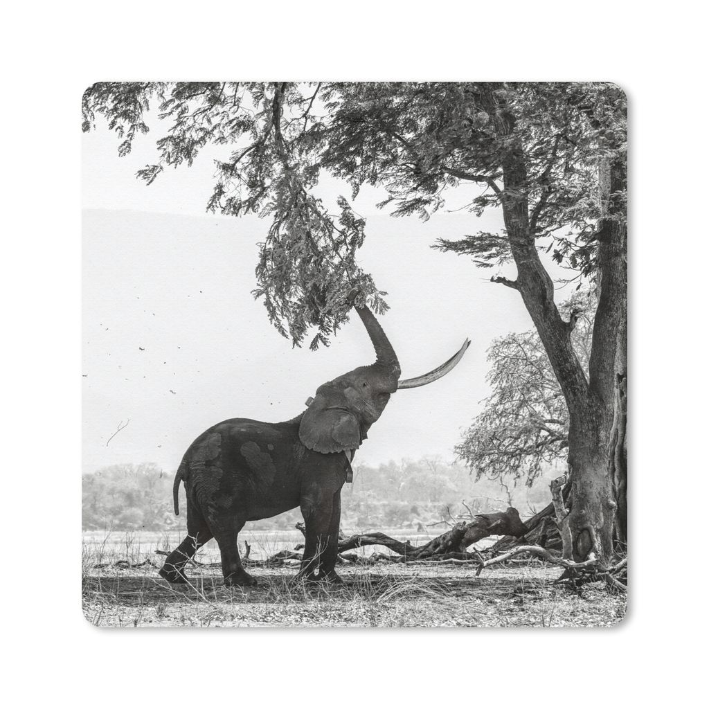 MuchoWow Mauspad Mousepad Elefant - Baum - Tiere - Schwarz und weiß 30x30 cm - Mousepads - Maus Mat - Pad - Mausunterlage - Gaming