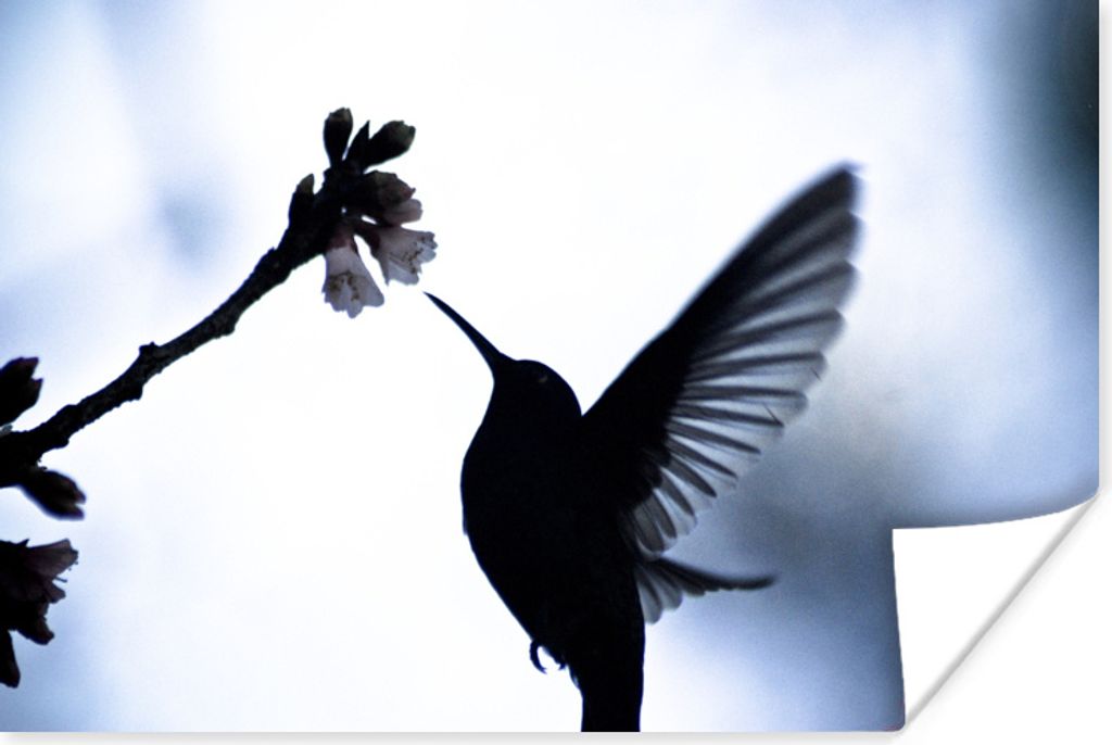 MuchoWow Poster Vogel - Kolibri - Scherenschnitt 120x80 cm - Bilder