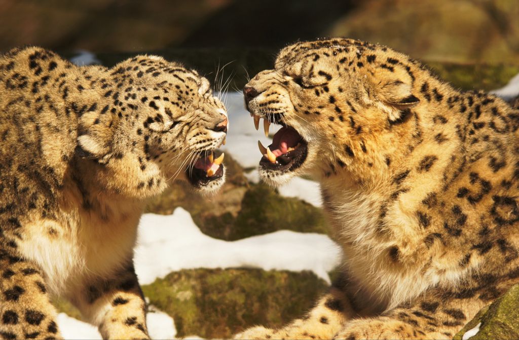 hansepuzzle 74406 - Leopard Puzzle, 500 Teile, Tierwelt, 46,0 x 30,0cm mit hochwertiger Aufbewahrung, Kartonbox und wiederverschließbarem Beutel