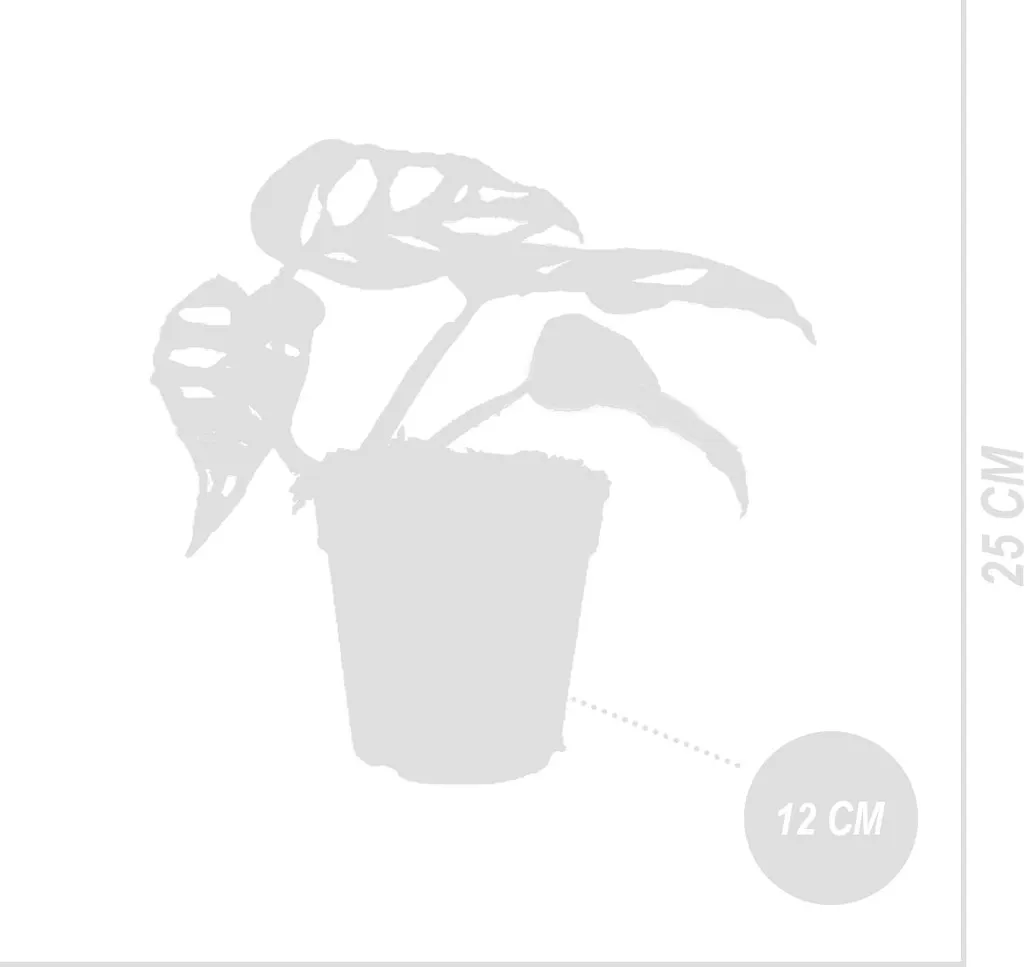 Monstera Adansonii Variegata - Plante grimpante pour déco intérieure