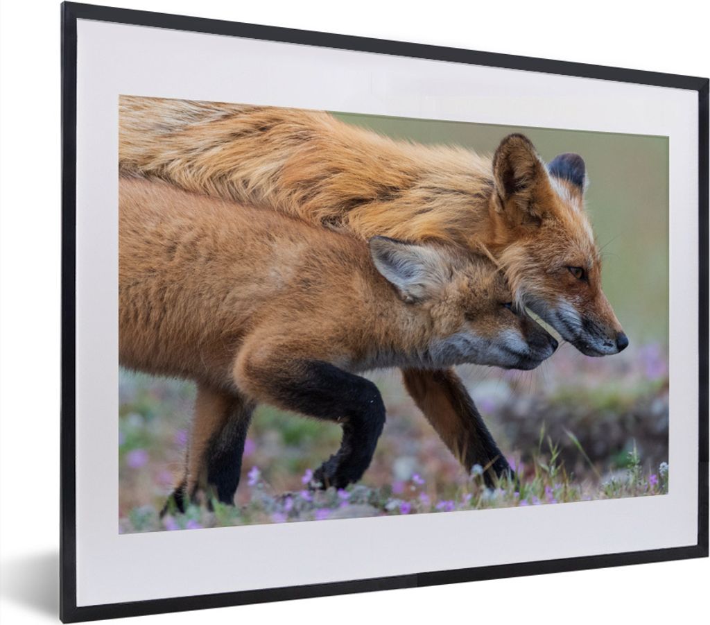 MuchoWow® MuchoWow® Gerahmtes Poster Rotfuchs mit Jungtier Produktbild 