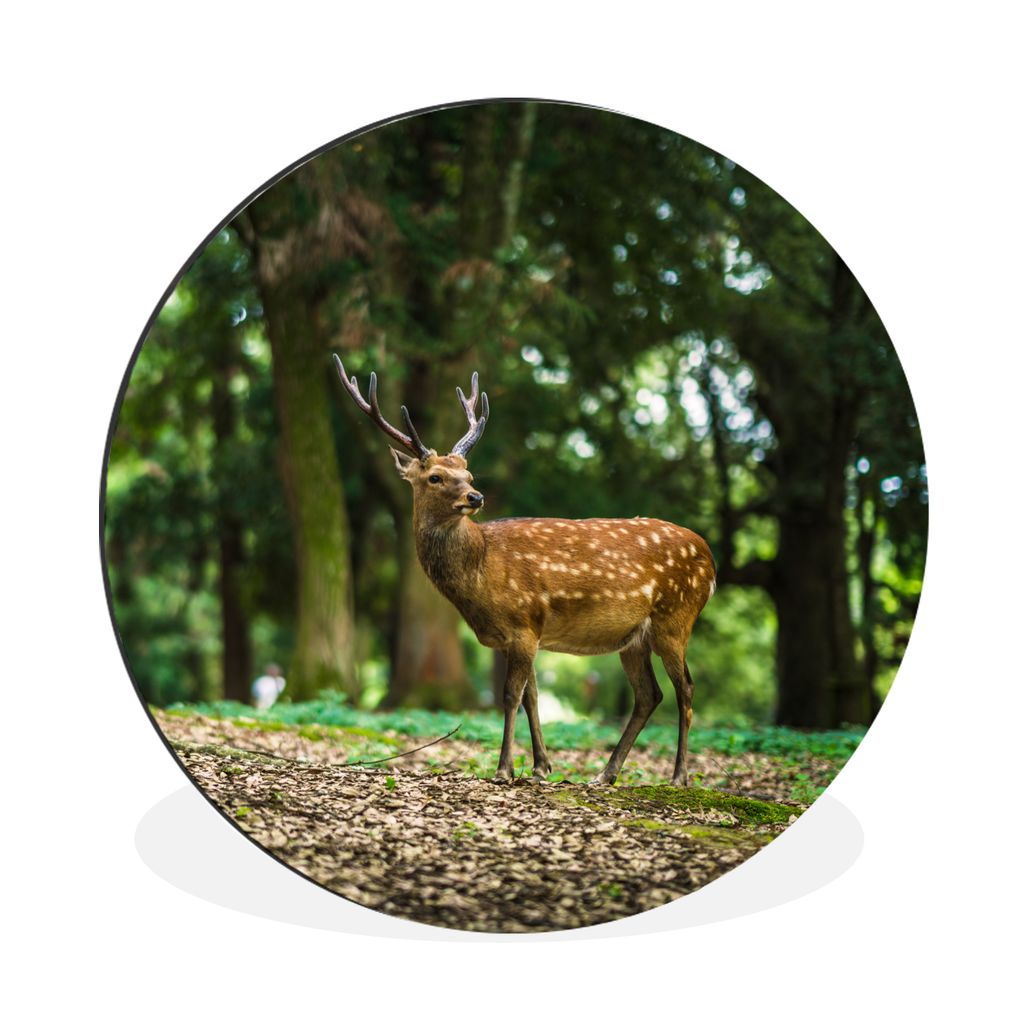 MuchoWow Aluminium Wandkreis Rotwild - Wald - Tier Ø 90 cm Wanddeko Modern Wohnzimmer - Mauerkreis - Wandbilder - Runde Bild - Bild aus Aluminiu...