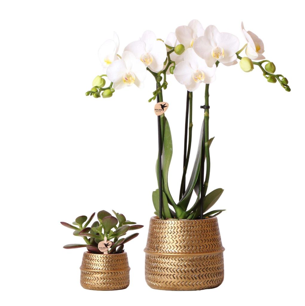 Kolibri Company Pflanzenset Groove gold Set mit weißer Phalaenopsis Orchidee Amabilis 9cm und grüner Sukkulente Crassula Ovata 6cm inkl. goldenen...