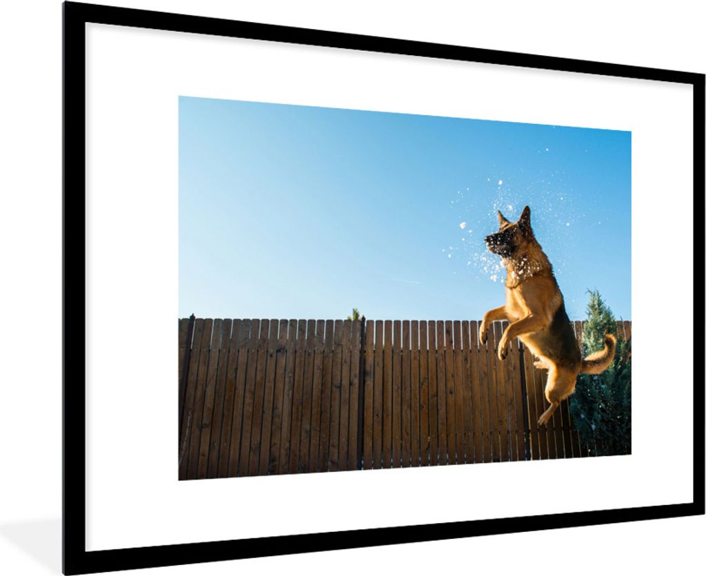MuchoWow Gerahmtes Poster Und Deutscher Schäferhund springt in den Schnee 90x60 cm - Poster mit Schwarzem Bilderrahmen Wandposter Rahmen Foto Bi...