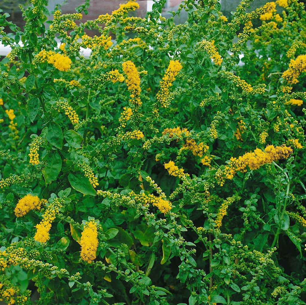 Solidago sphacelata 'Golden Fleece', Goldrute, gelb, ca. 9x9 cm Topf