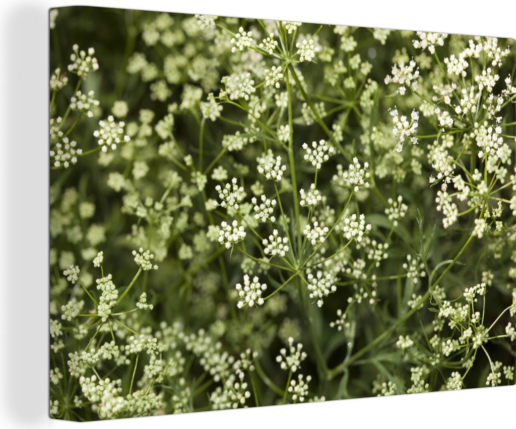 OneMillionCanvasses - Leinwandbilder - 140x90 cm, Wilde Anispflanzen in der Natur mit den weißen Farben, Wandbilder Kunstdruck Wanddekoration - ...