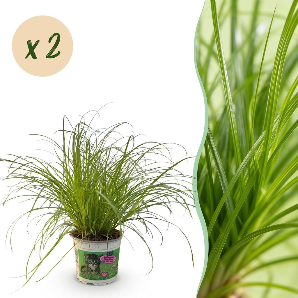Green boutiQ - Zimmerpflanze - Cyperus alternifolius Zumula - Katzengras - Haustierfreundlich - Grün - 2 Pflanzen - Topf 12cm - Höhe 28-30cm