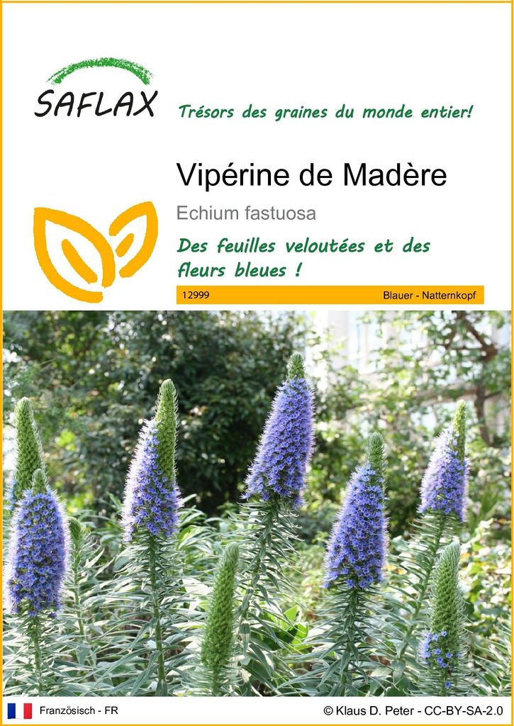 SAFLAX  - Vipérine de Madère - 100 graines - Echium Image du produit 