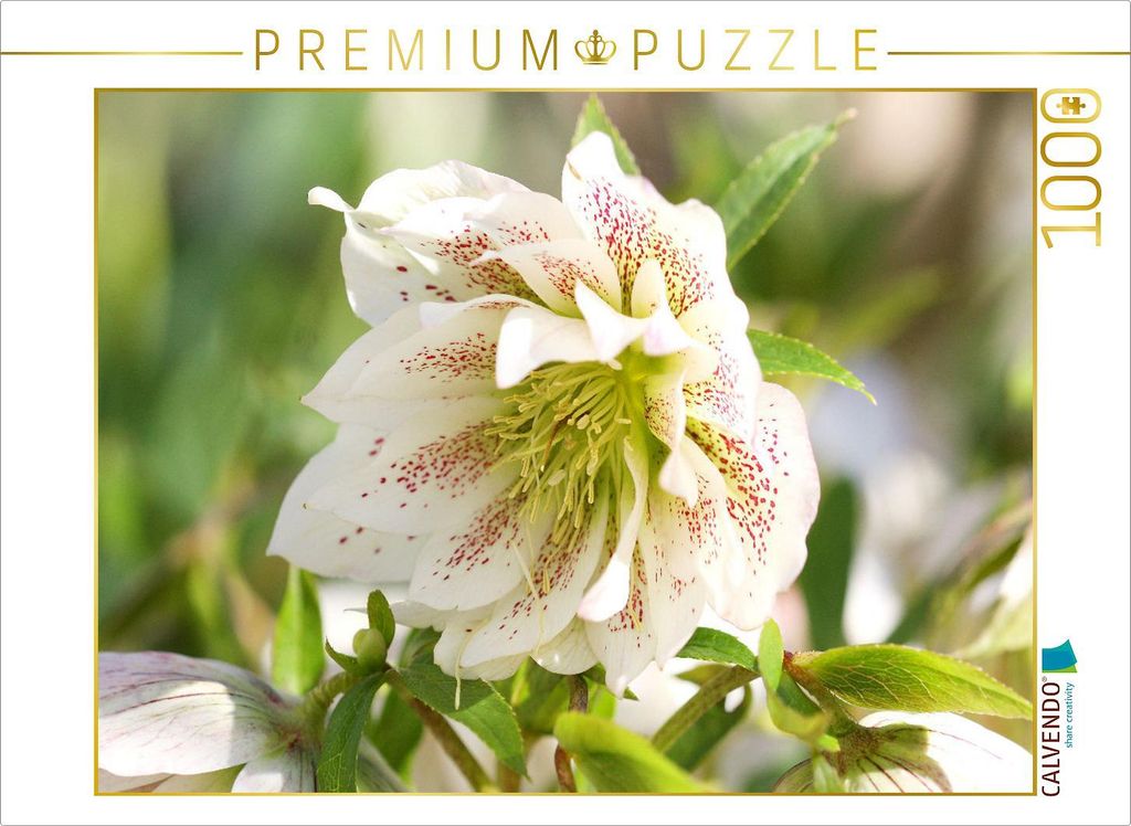 CALVENDO Puzzle Christrose | 1000 Teile Lege-Größe 64x48cm Foto-Puzzle für glückliche Stunden