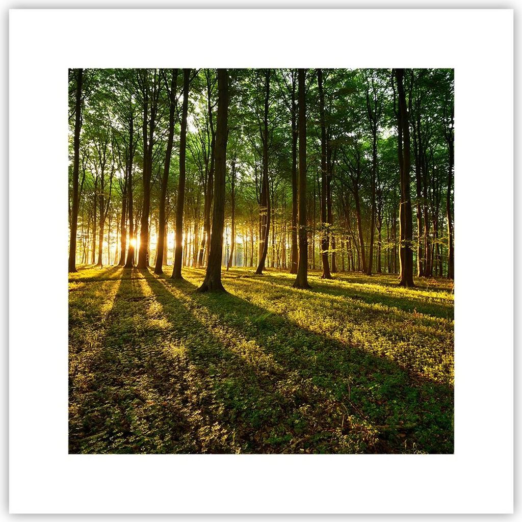 Poster - Poster ohne Rahmen - Wald grün Sonnenstrahlen Natur - 30x30 cm - Wand Bild - Wanddeko - Wandbilder - Kunstposter - Wandposter - Bilder - ...