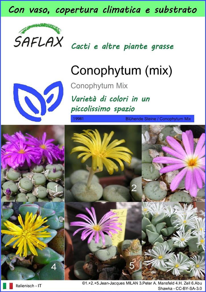 SAFLAX Garden to go - Conophytum (mix) - 40 semi - Immagine del prodotto 