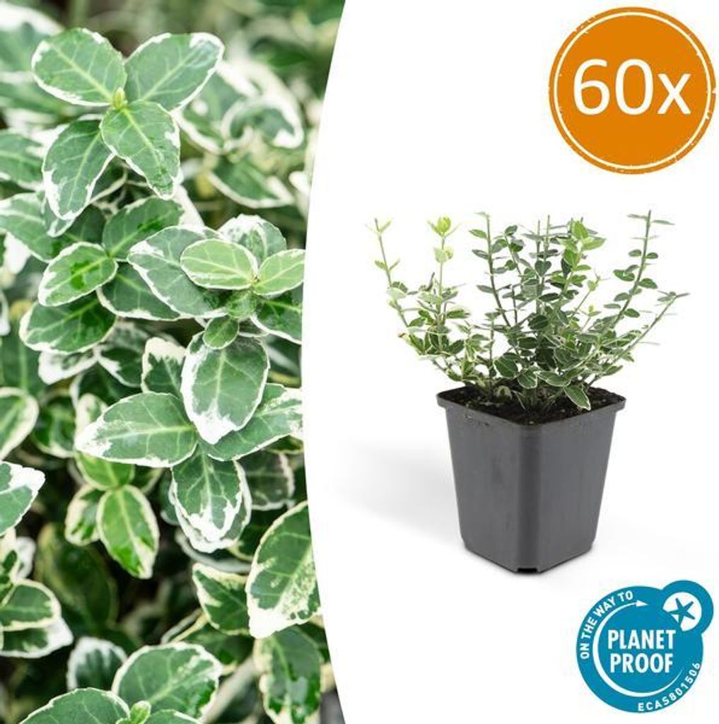 Kletter-Spindelstrauch Euonymus fortunei 'Emerald 'n Gaiety' – 60 Pflanzen – 10-25cm – Ø9cm – Immergrün – Bodendecker, Hecke & Solitär