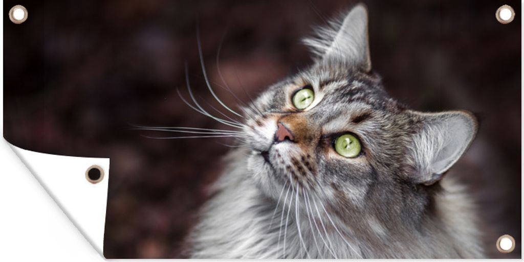 MuchoWow 80x40 cm Outdoor-Poster Gartendeko Sichtschutz Garten Poster für den Garten Eine graue Maine Coon Katze