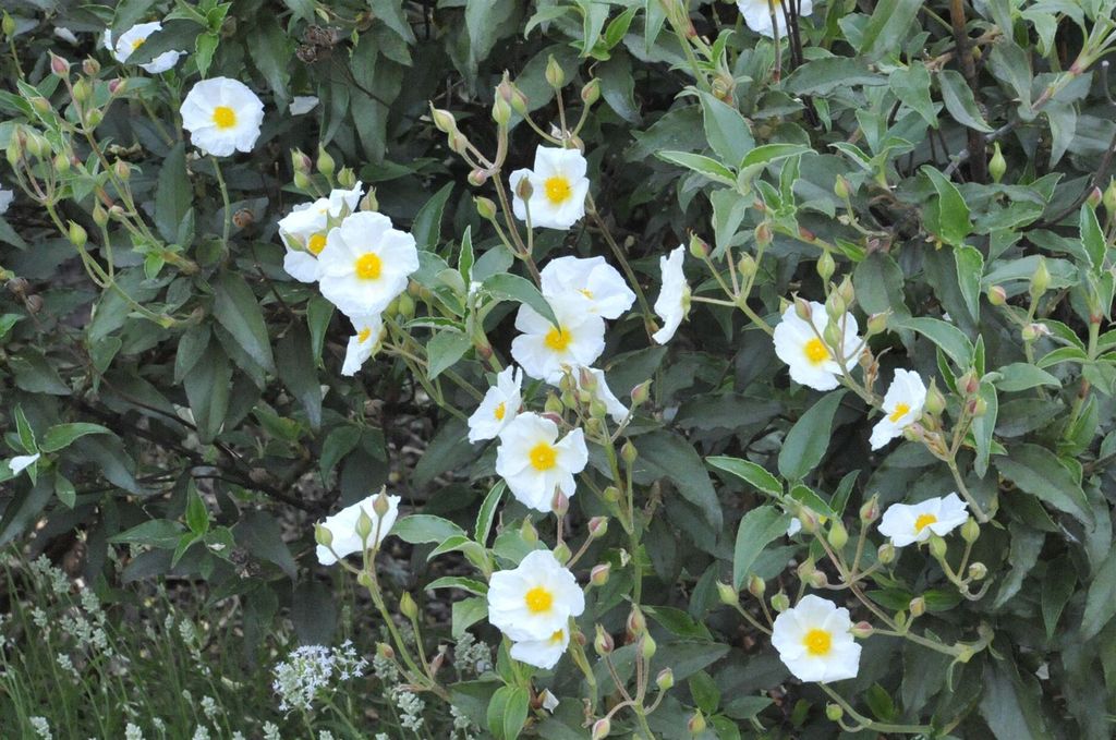 Cistus laurifolius, Zistrose, immergrün, ca. 11x11 cm Topf
