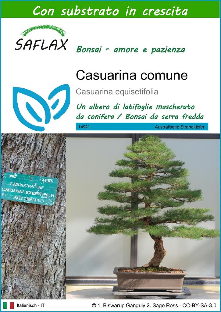 SAFLAX  - Casuarina comune - 200 semi - Con substrato - Immagine del prodotto 