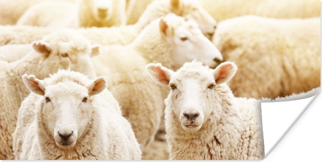 MuchoWow Poster Schafe - Wolle - Weiß 120x60 cm - Bild