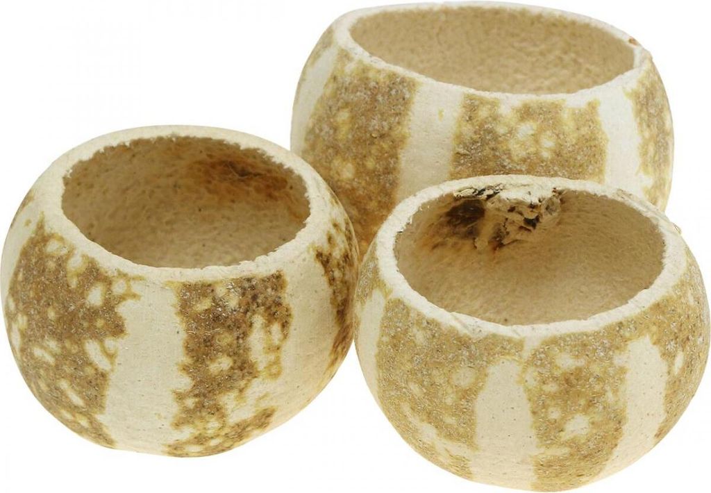 Kürbis Deko Bell Cup Pumpkin Cup gebleicht - Vielseitige Trockenblumen für DIY, Dekoration und Trauerfloristik, 50 Stück