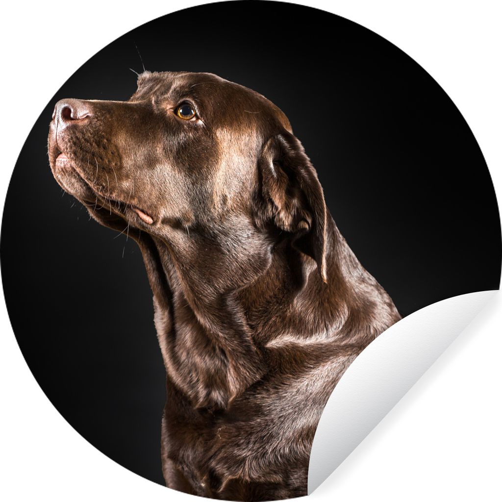 MuchoWow Runde Wandtattoo - Wandsticker Tapete Aufkleber Hund - Braun - Porträt Ø 100 cm Selbstklebend und Repositionierbar - Wandaufkleber - K...
