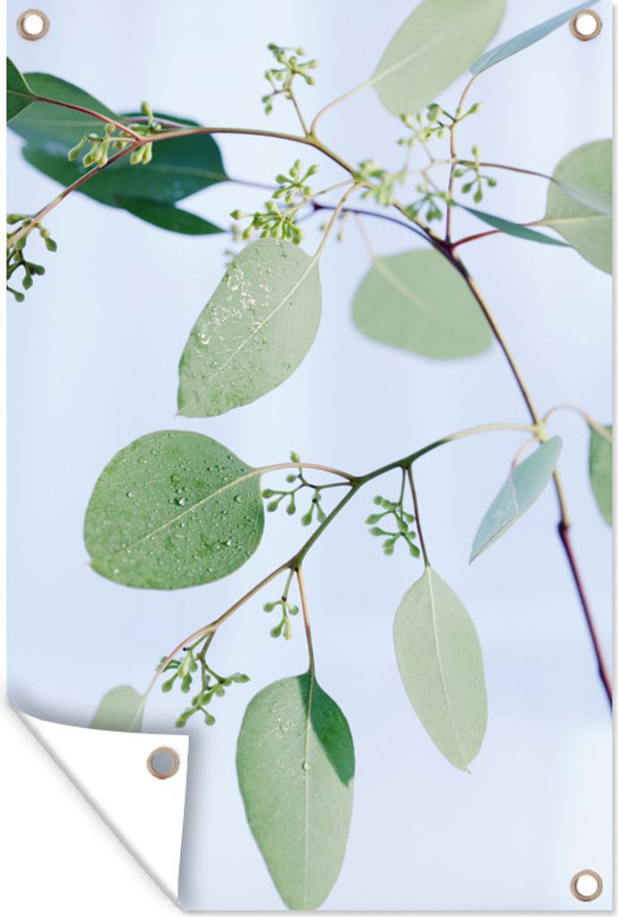 MuchoWow 60x90 cm Outdoor-Poster Gartendeko Sichtschutz Garten Poster für den Garten Eukalyptuszweige mit Blättern