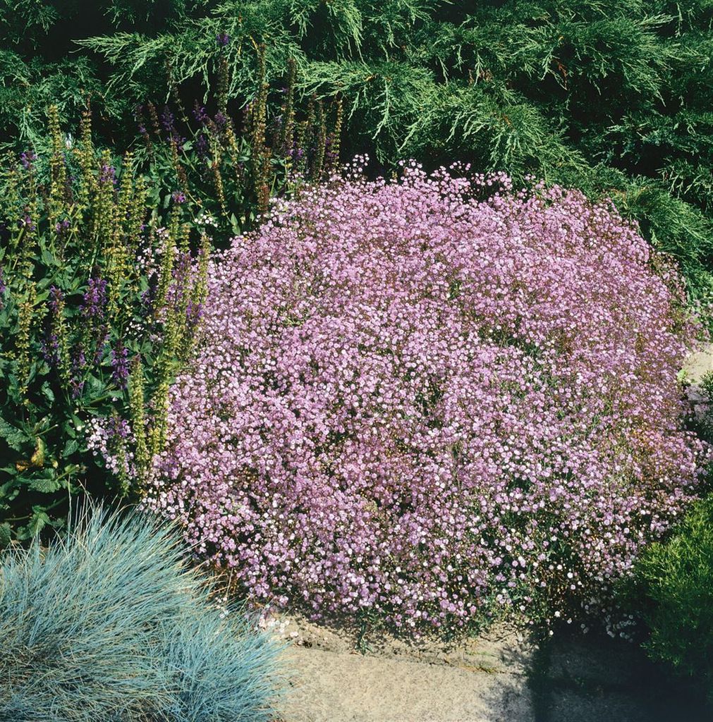 Gypsophila repens 'Rosenschleier', Schleierkraut, rosa, ca. Produktbild 