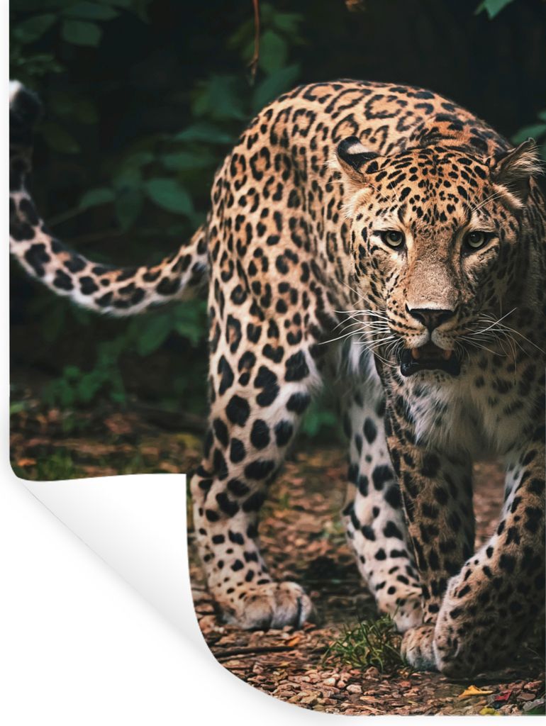 MuchoWow Wandtattoo Wandsticker Wandaufkleber Wildtiere - Leopard - Dschungel - Natur 60x80 cm Selbstklebend und Repositionierbar - Repositionier...