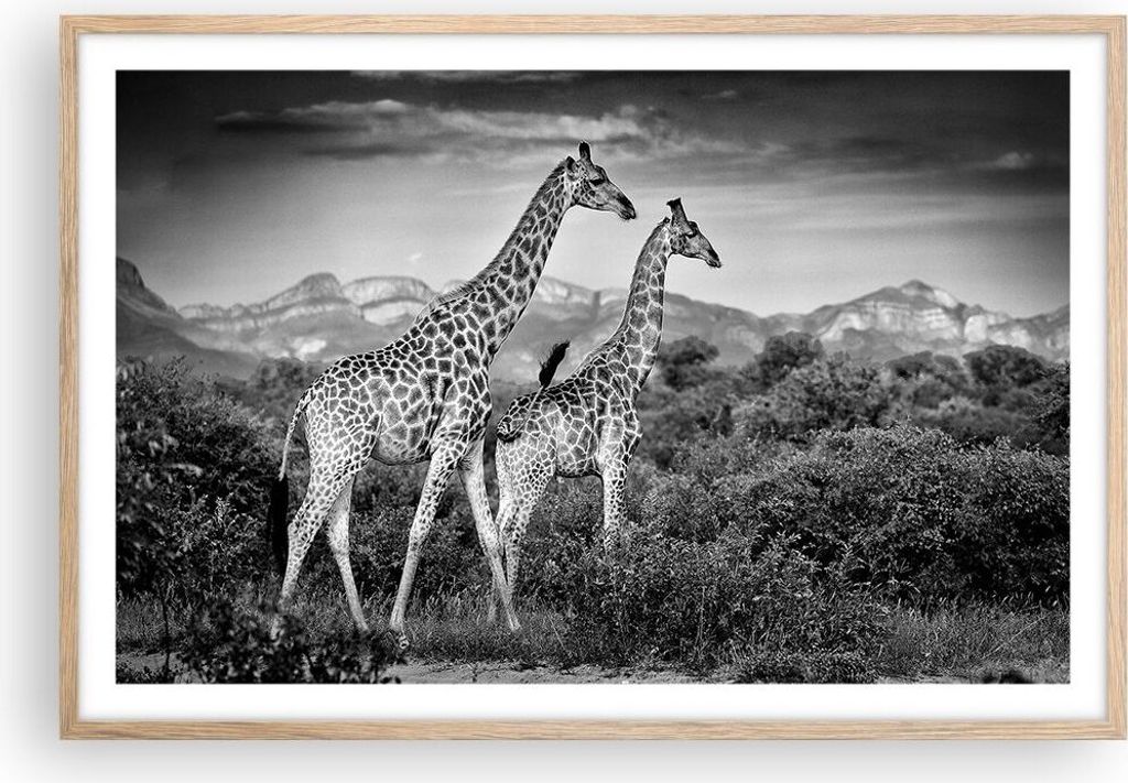 Gerahmtes Poster - Rahmen in heller Eiche - Giraffen Schwarzweiß Fotografie - 91,5x61 cm - Wand Bild - Wanddeko - Wandbilder - Kunstposter - Wandp...