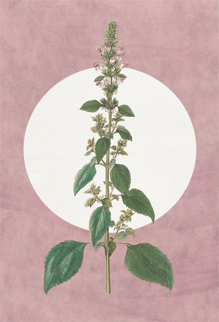 Wandbild - Menthe en Croissance - Größe 50 x 70 cm Produktbild 